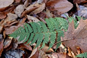 marginal wood fern
