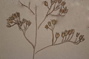 Meadowsweet sketch 2