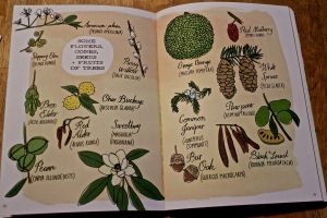 NA-tree fruits and flowers