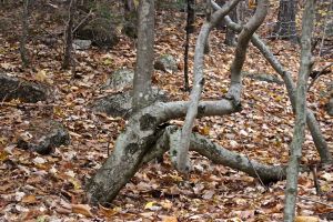 Notch, beech contortionist