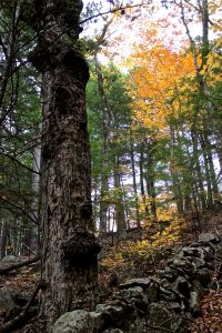 Notch wall:gnarly old maple