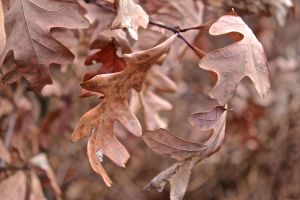 oak leaves 2