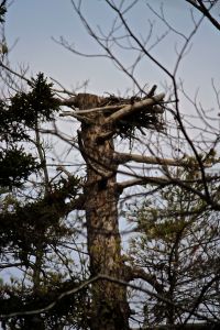 Osprey nest 1