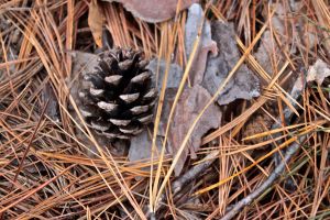 pitch pine and needles