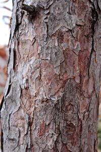 pitch pine bark