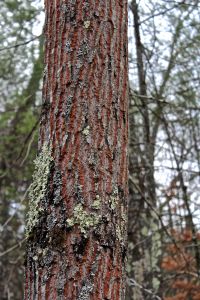red oak bark