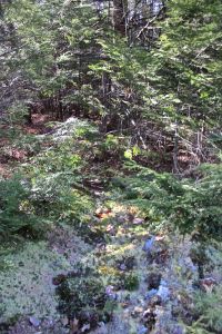 slipping into the woods