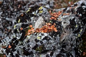 squirrel lunch rock 2