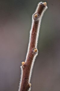 staghorn sumac stalk