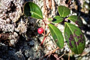 wintergreen berry