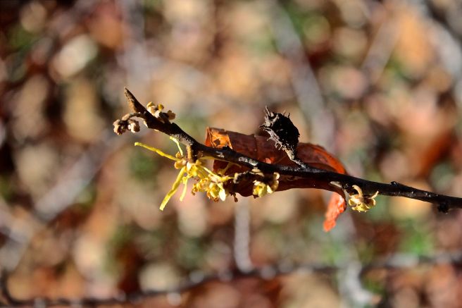 witch hazel gall