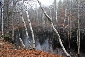 beaver pond 1