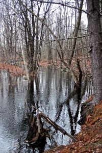 beaver stream width