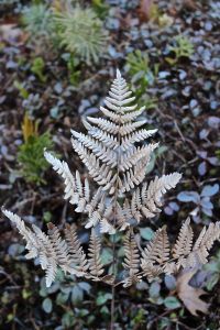 bronze bracken fern