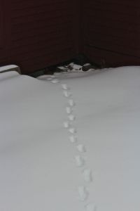 cat trax