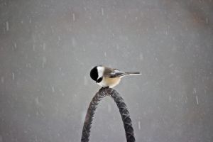 chickadee