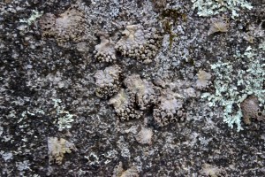 common toadskin lichen
