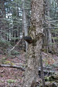 false tinder conk on red maple