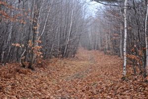 foggy trail