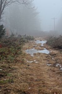 foggy trail