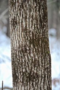 frullania, leafy liverwort