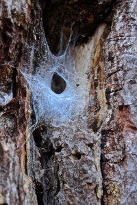 funnel weaver web