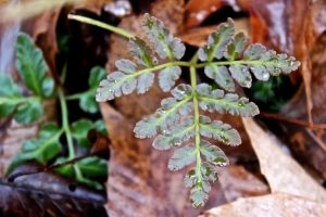 grape fern