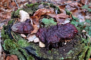 hemlock varnish shelf