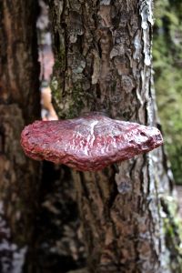 hemlock varnish shelf