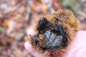 home of viable seeds