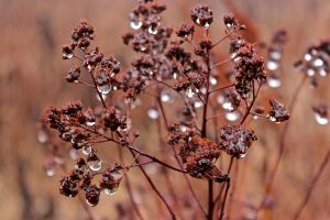 meadowsweet droplets