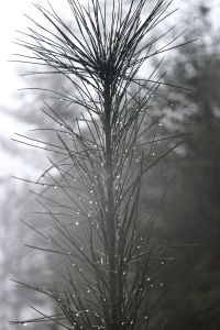 pine droplets