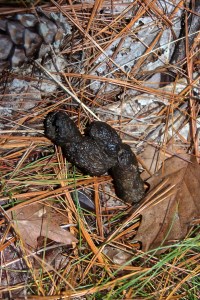 porcupine scat