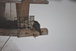 ruffled red breasted