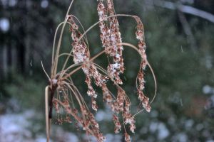 snow on bulrush