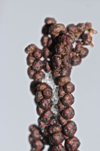 snow on sensitive fern