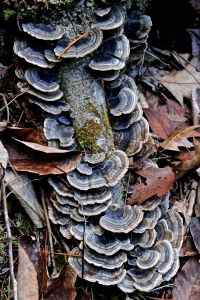 turkey tails