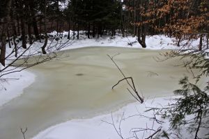 vernal pool slush