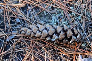 white pine cone