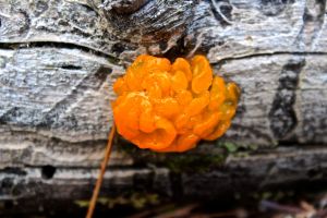 witch's butter & bark beetles
