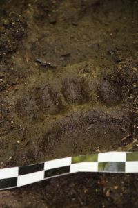 bear paw