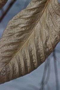 beech leaves
