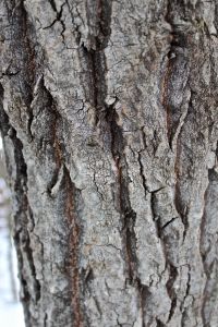 btaspen bark