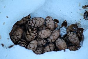 cache of hemlock cones