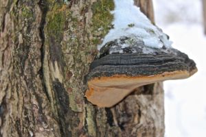 false tinder conk, Phellinus ignarius