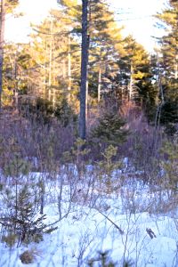 grow and mature among peers