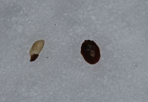 hemlock seed and scale