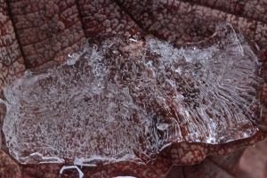 ice on wh leaf