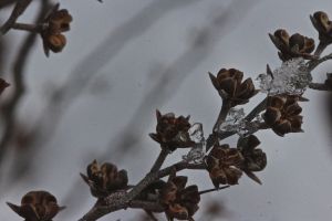 leatherleaf pods 1