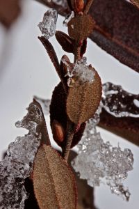 leatherleaf scales 2